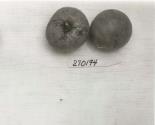 Click for 1 image(s) for this accession. FRUIT